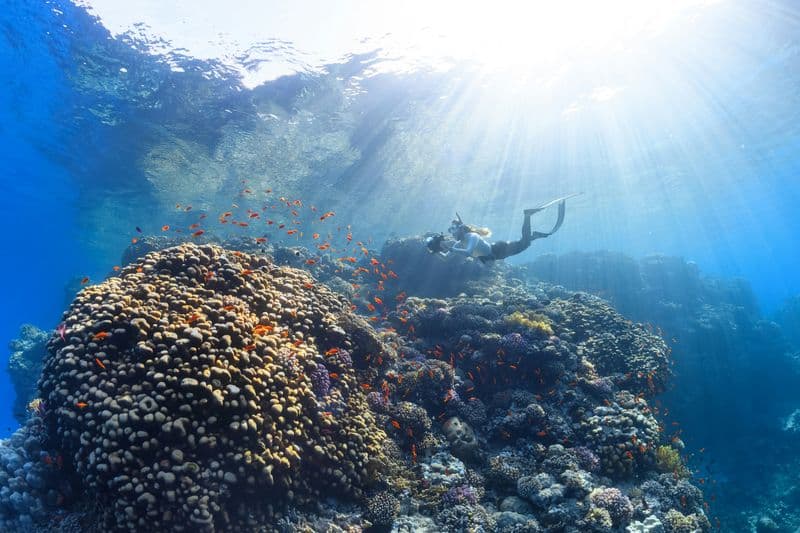 Aerial view of a snorkeler swimming over colorful coral reef with clear turquoise water in a tropical sea