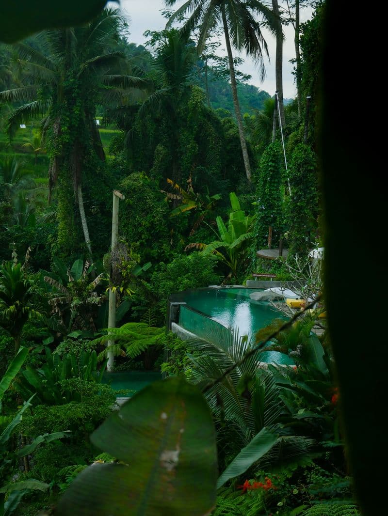 Tropical resort pool nestled within dense palm trees and jungle vegetation